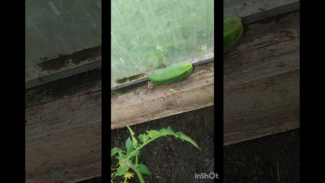 Огородные дела. Наслаждаюсь солнцем, купаюсь, загараю.