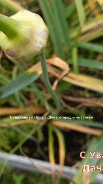 Когда убирать чеснок #огород #чеснок #когдаубиратьчеснок #дача #сад #нинакдачаогород #клип #shorts