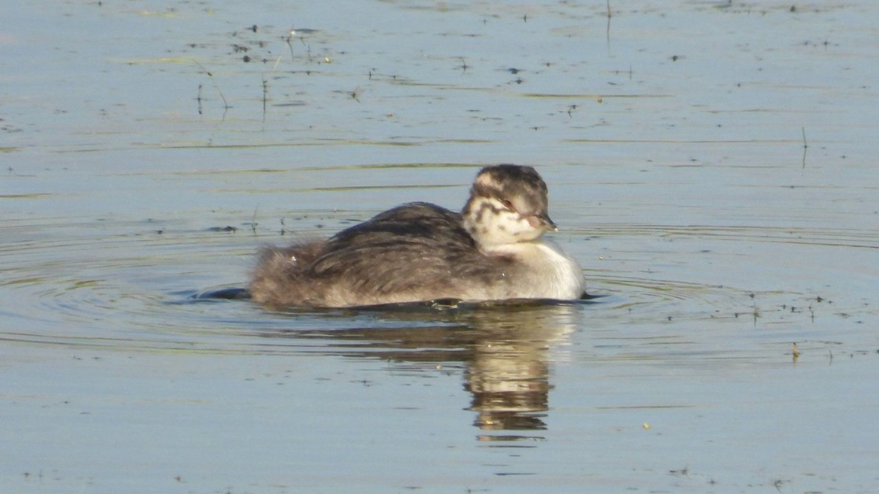 Птицы России. Красная Книга. Красношейная Поганка, наблюдение в Новгородской области 20.07.2025