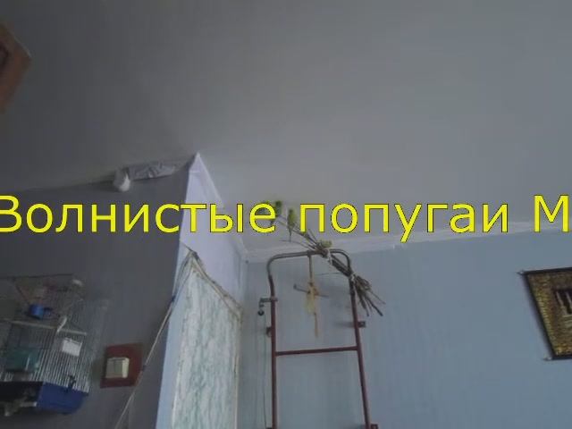 🦜 Полеты волнистых попугаев: Марго, Гоша, Гера и Кеша в деле! ✈️
