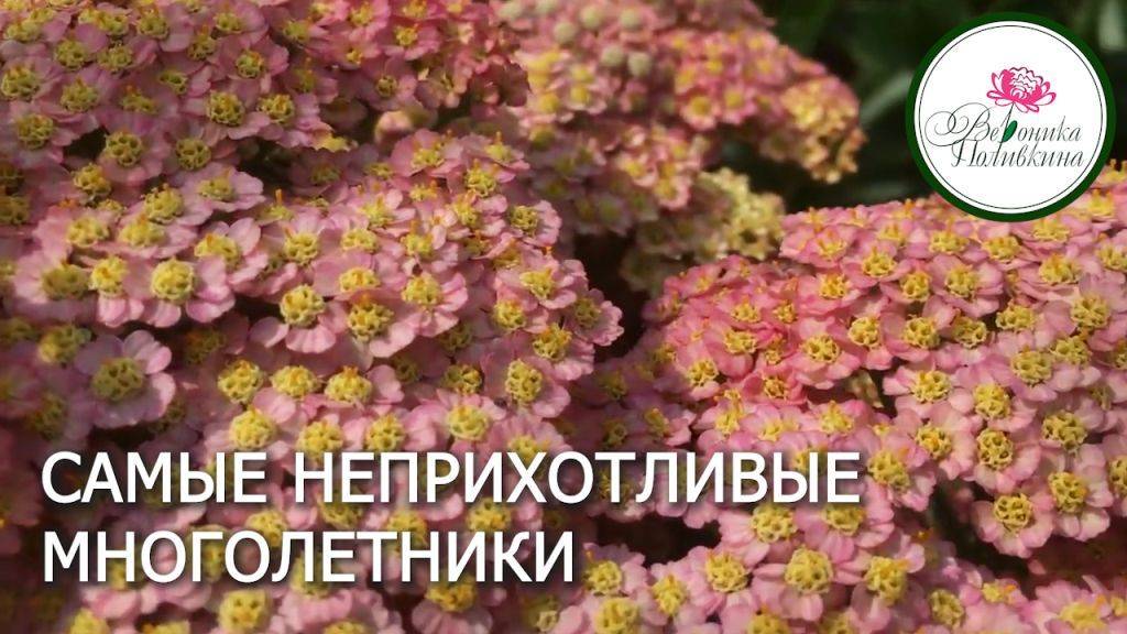 Самые неприхотливые цветы. Тысячелистник