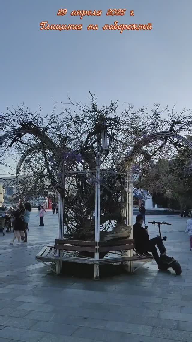 29 апреля 2025 г. Глициния на набережной им.Ленина #ялта #ялта2025 #глициния