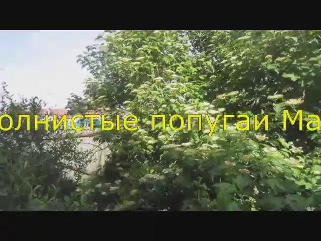 Волнистые Попугайчики на Отдыхе в Деревне! | Летние Каникулы Питомцев