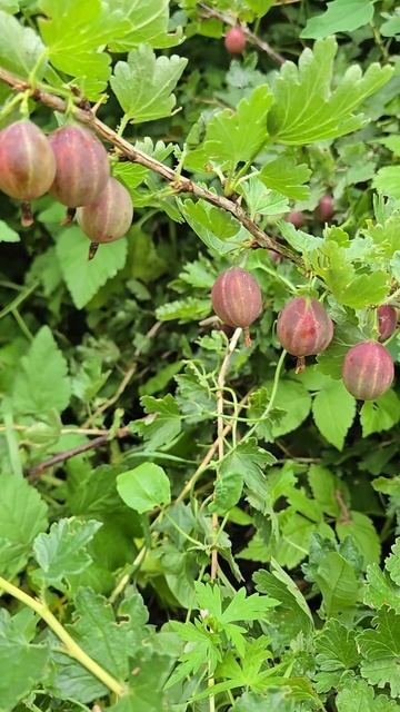 Ягоды июля в Сибири