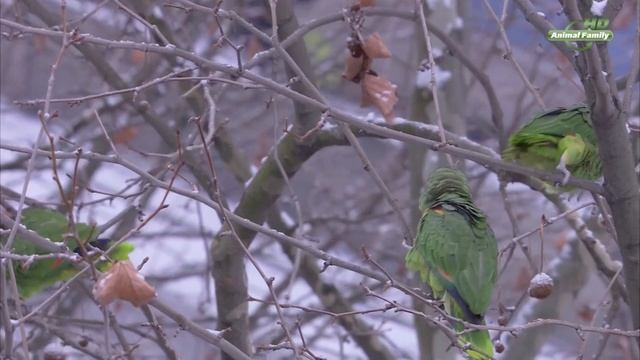 Попугаи в Германии