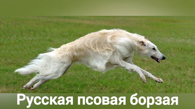 Угадай породу собаки!