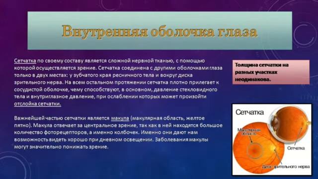 Жилова Ю.П.Анатомия зрительного анализатора (360p)