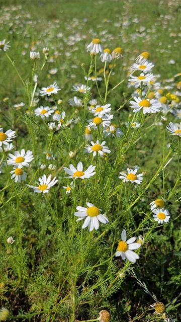 Ромашковое настроение