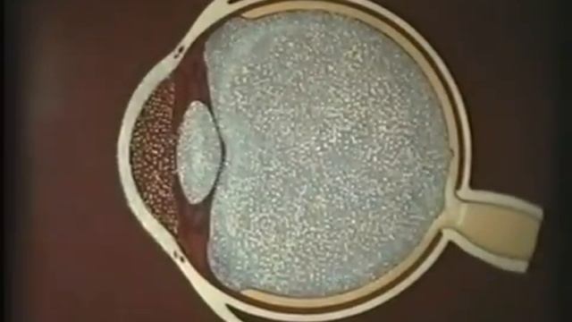 ЗРИТЕЛЬНЫЙ АНАЛИЗАТОР