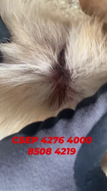 Досталось старичку, сидел на цепи