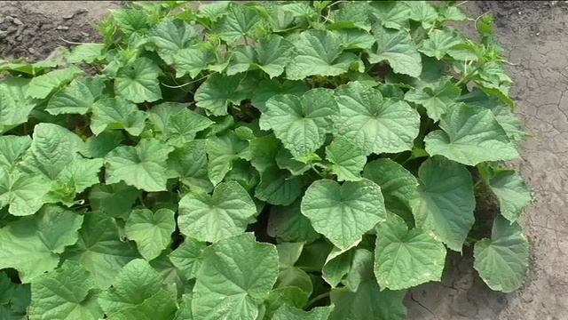 Огурец ГАРМОНИСТ