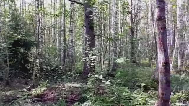 Гуляю себя по лесу ....заблудилась )))