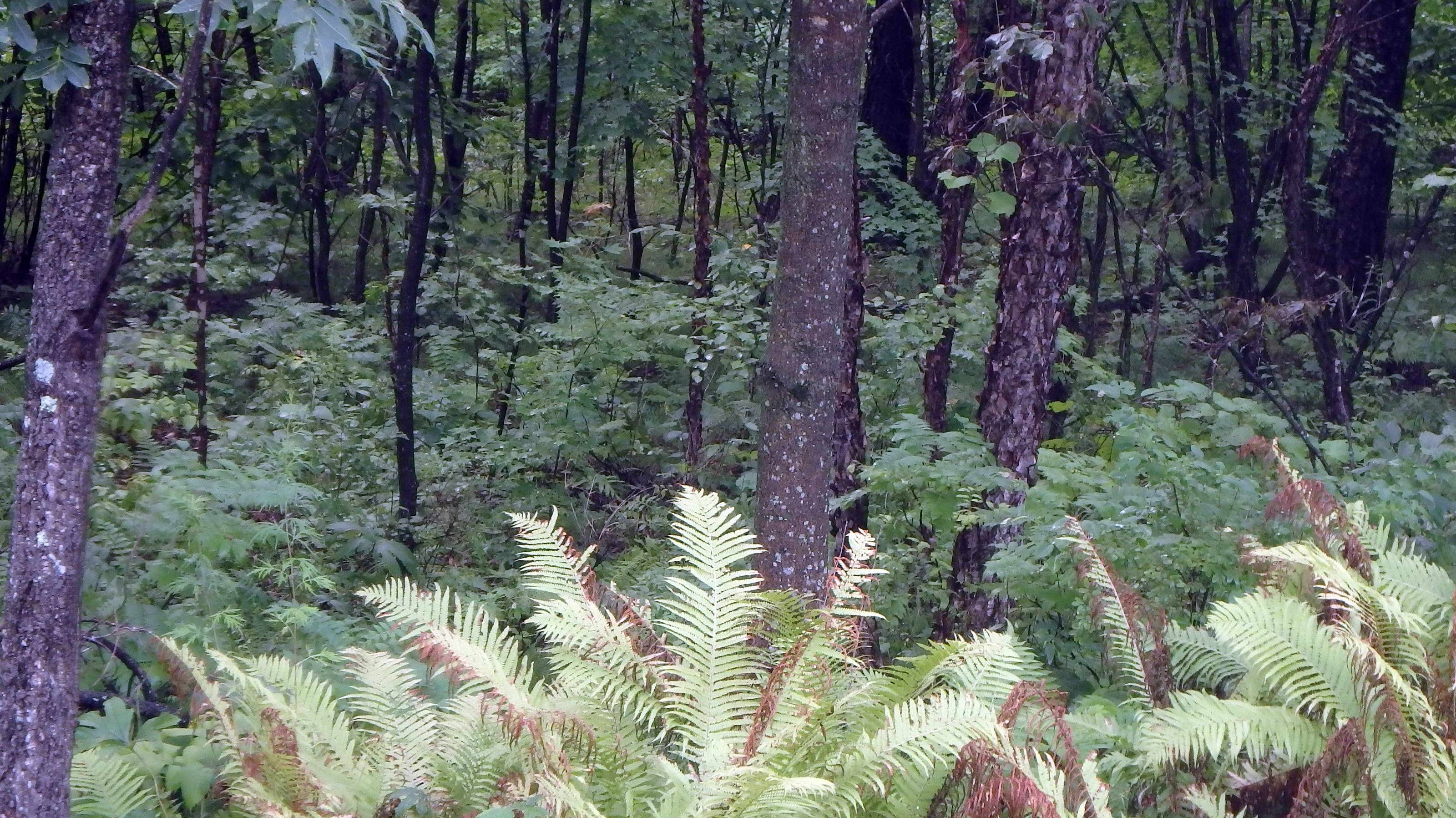 О разоблачителях мифов про ориентирование (часть 2)