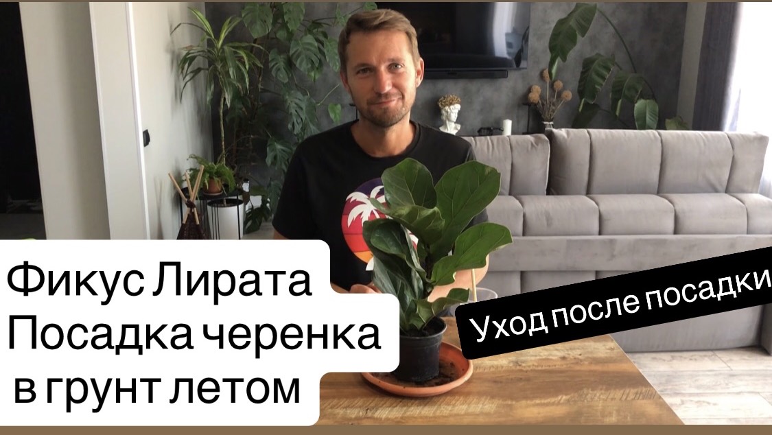 Фикус Лирата. Посадка черенка в горшок. Коротко об уходе за саженцем