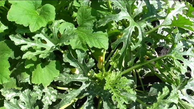 Кабачок АСТРОНОМ