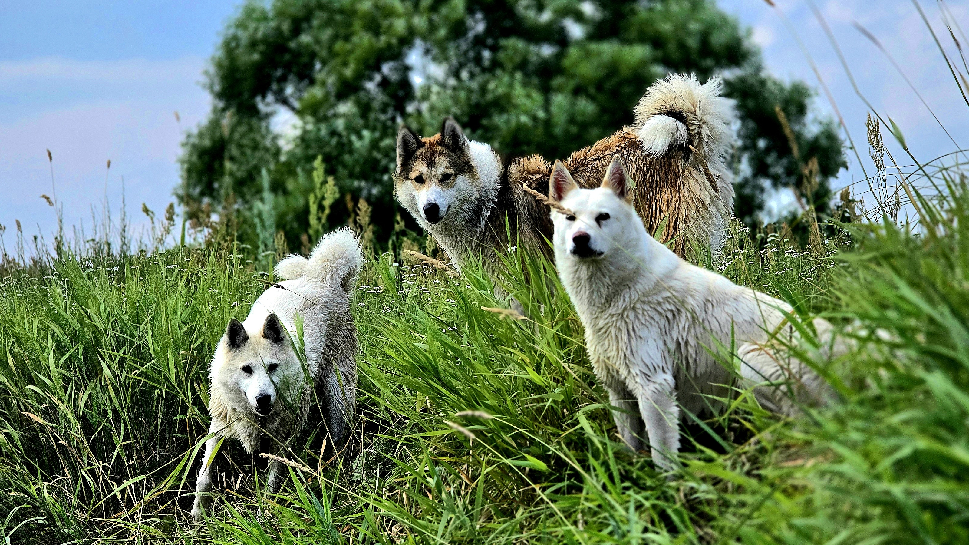 Движение жизнь лаек