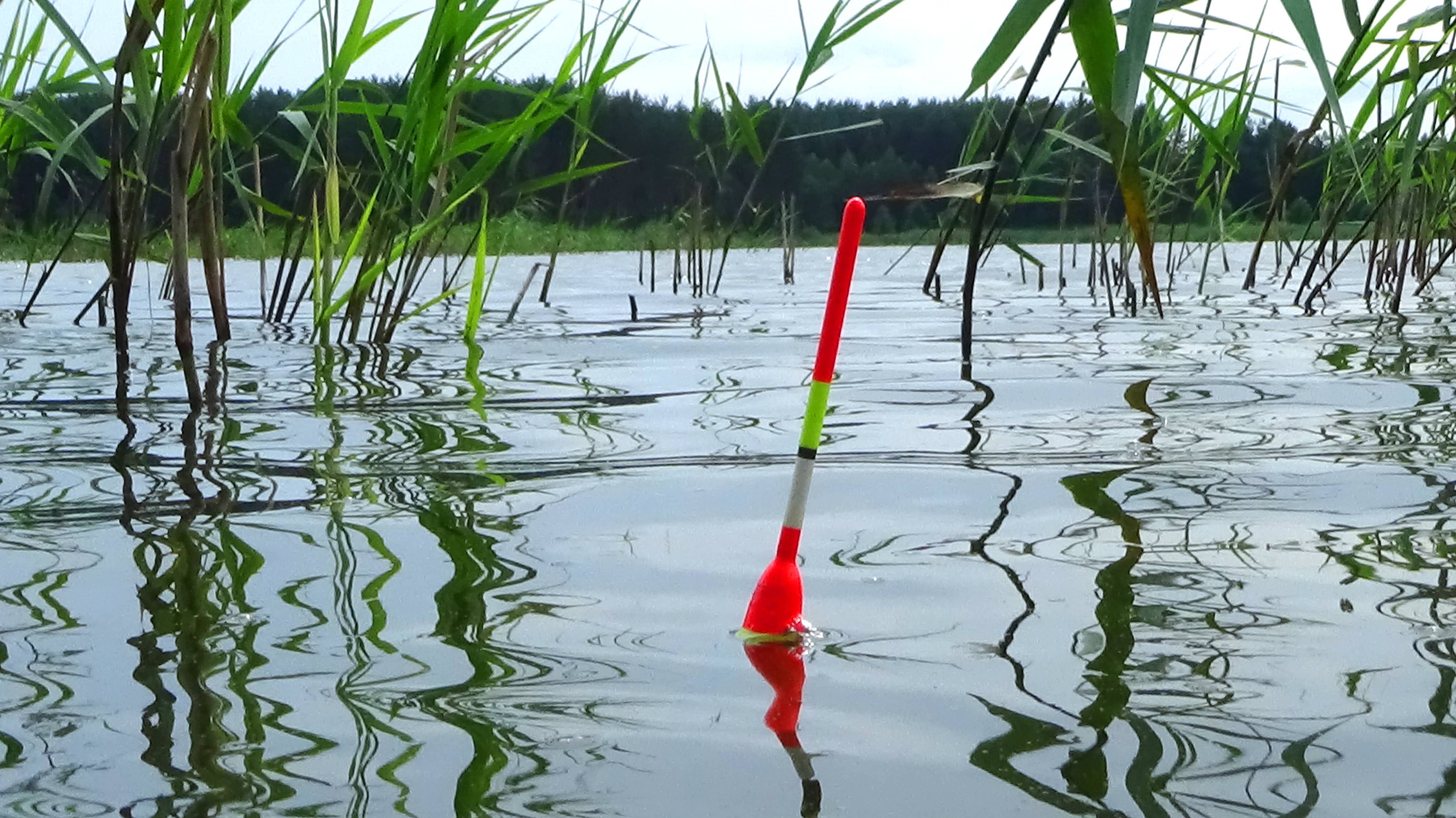 Рыбалка 20 июля на поплавок на линя в тростнике на особые снасти для травянистых мест