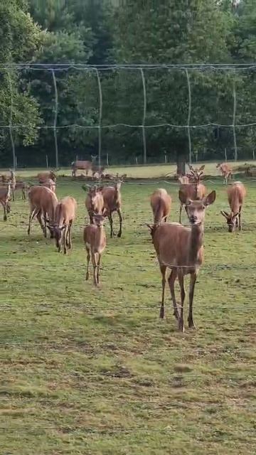 питомник оленей у дороги