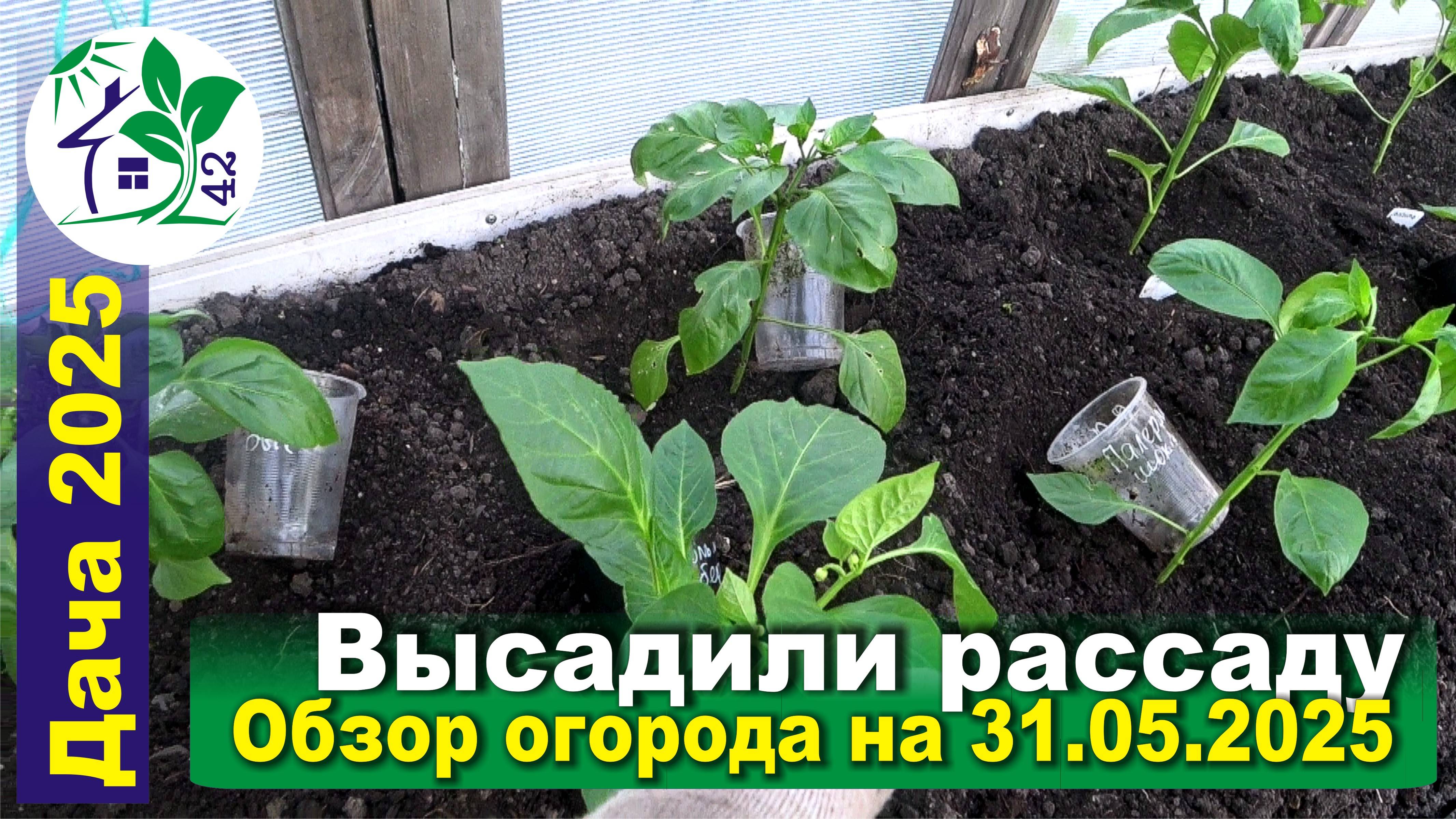 Высадили рассаду. Обзор огорода на 31.05.2025