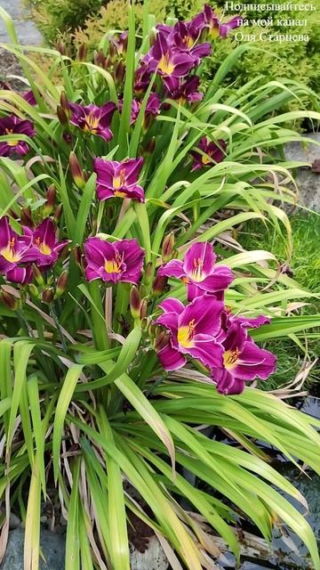 Лилейник Литл Мисси (Малышка Мисси) и его сочетание с императой Ред Барон. г. Пятигорск.