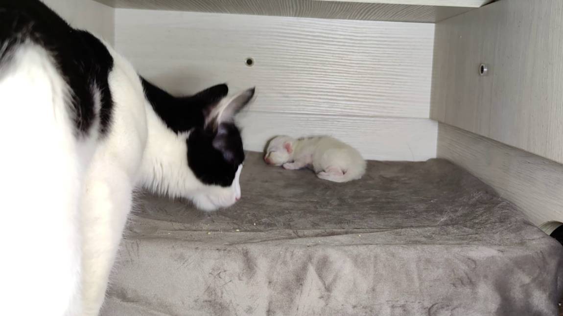 Старший брат пришел навестить новорожденного котенка.