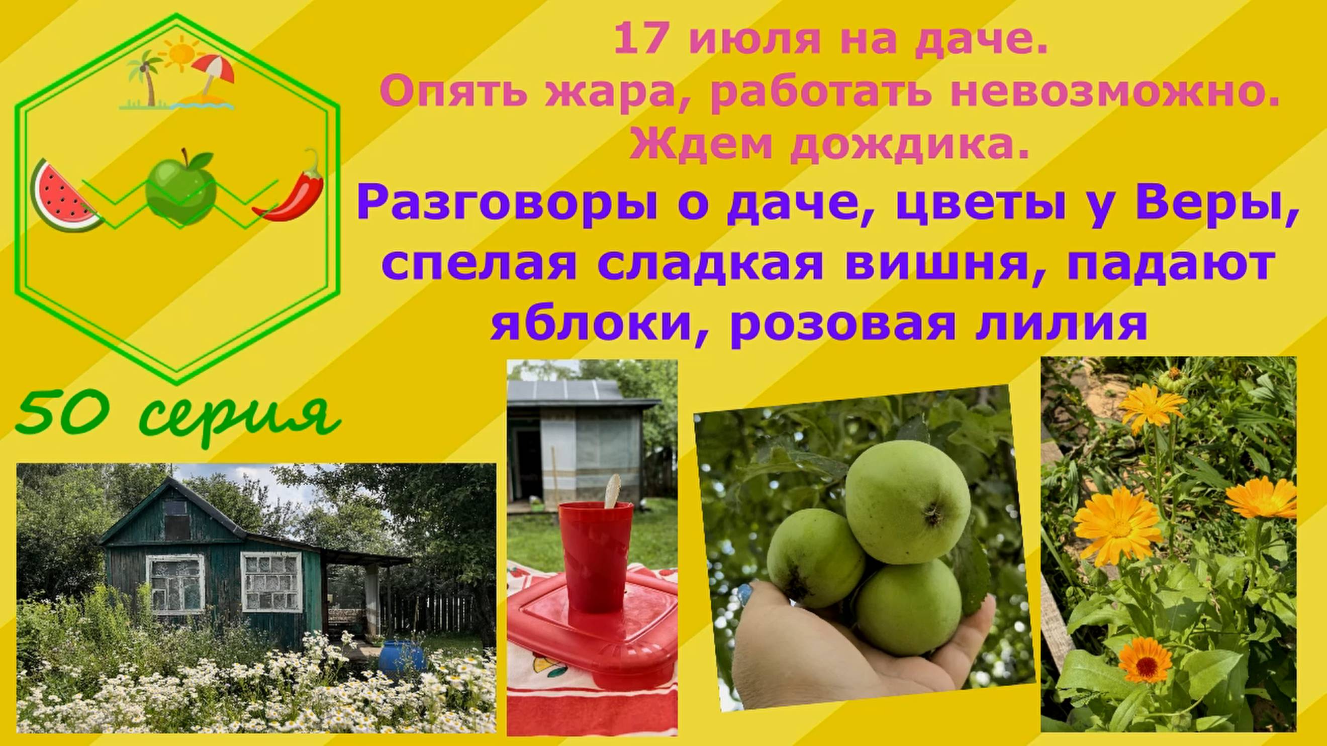 Разговоры о даче,цветы у Веры,спелая вишня,падают яблоки,розовая лилия, ждем дождя чтобы спала жара