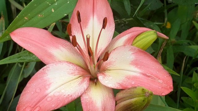 лилия НЭССИ (Vlasova' 2024)