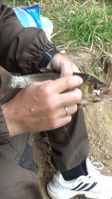 Ребята, Язя взяли. В сетях был.