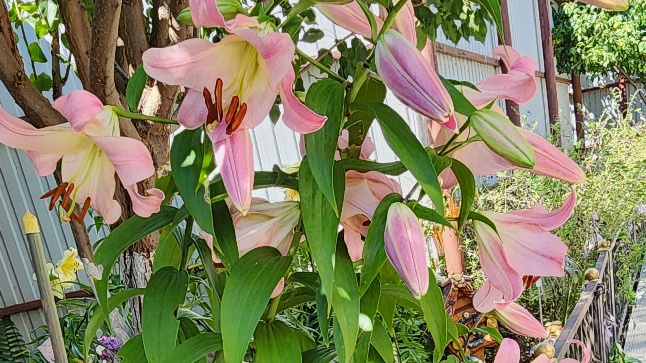 Хлопоты и радости