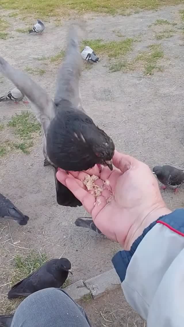 Кормлю голубей, голубь на руке 👍🏿😀🐤