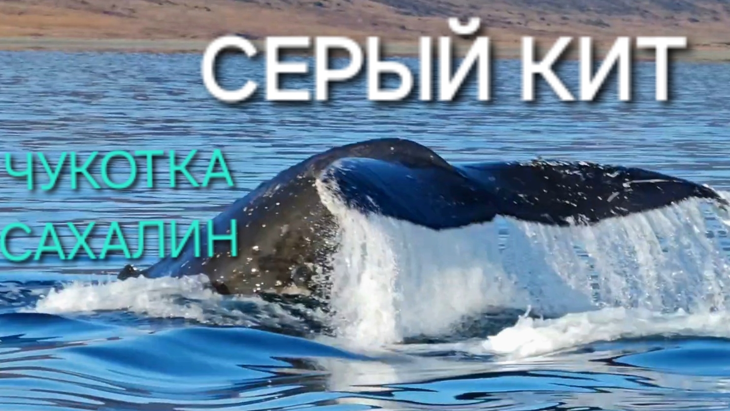Серые киты | Сахалин Чукотка Россия