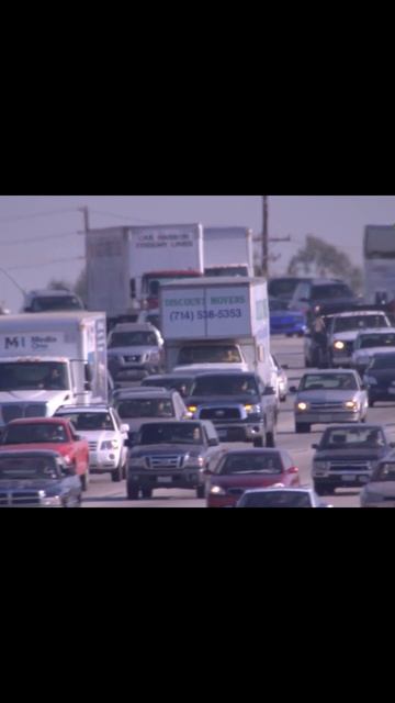 Попугаи в городах