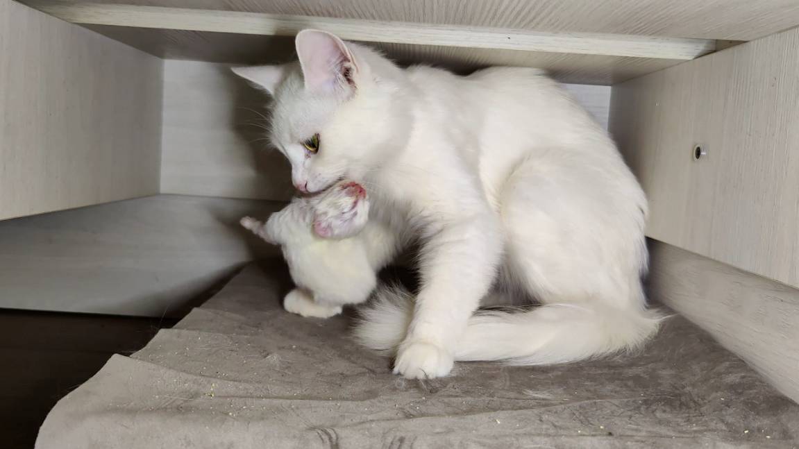 Новорожденный котёнок. Пятнадцать дней. Глаза котёнка открылись.