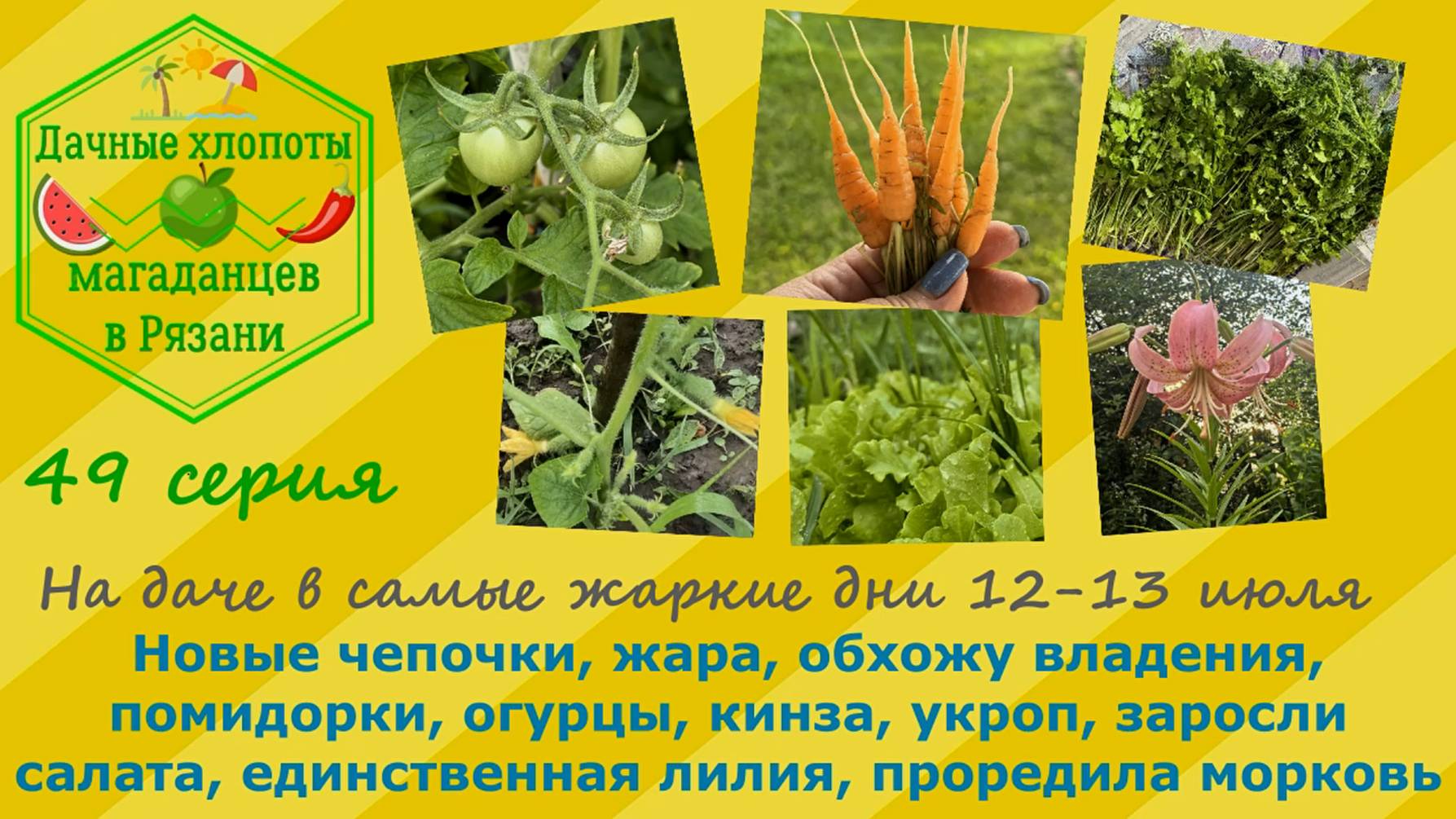 На даче в самые жаркие дни июля. Новые чепочки,помидорки,огурцы, кинза,заросли салата,лилия,морковь