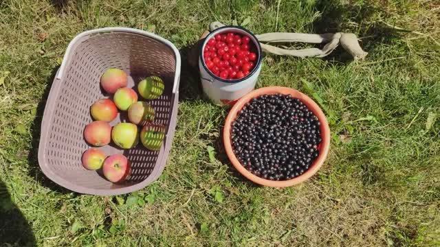 "Вести с полей" -  серия 13 \\ заготовки