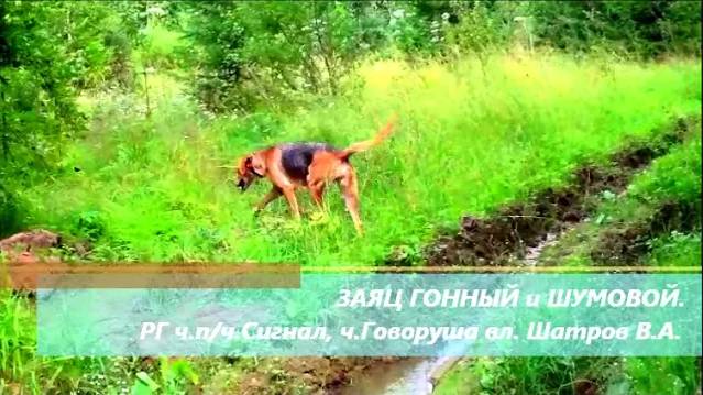 ЗАЯЦ ГОННЫЙ и ШУМОВОЙ. РГ ч.п/ч.Сигнал и ч.Говоруша вл.Шатров В.А.#охотасгончей#собака#топ#hunting