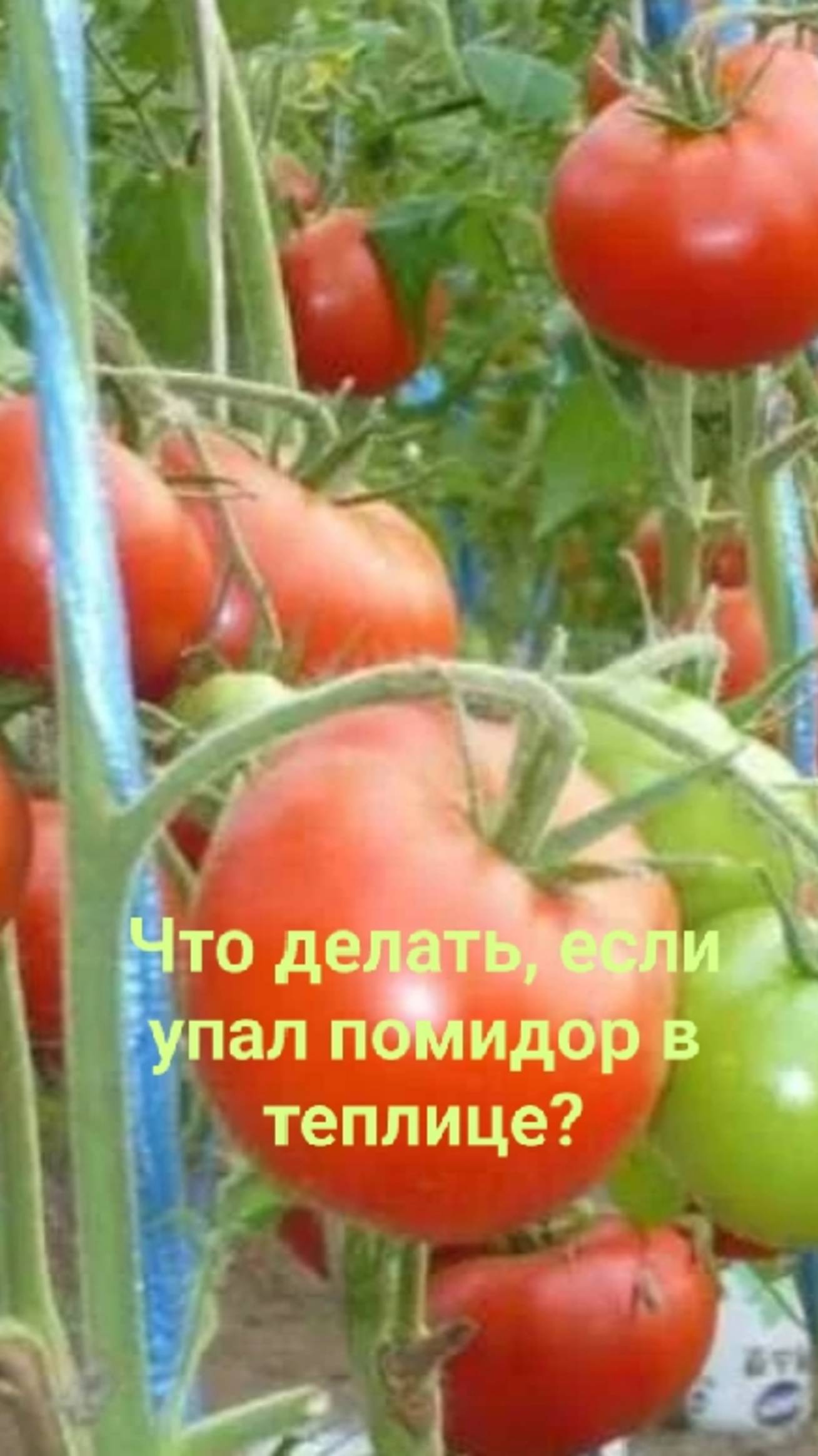 Растение томата в теплице упало - что делать?