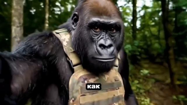 Горилла блогер, ржака.