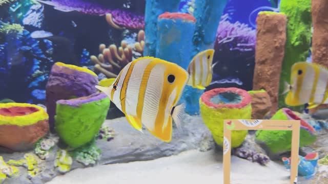 🐠 Аквариум