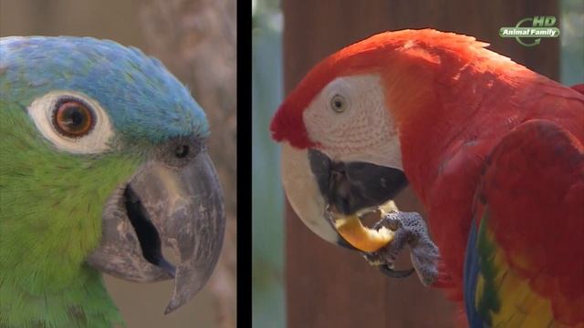 Восстановление популяции попугаев