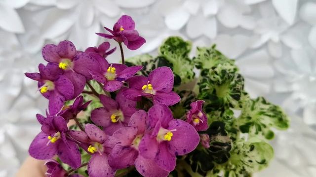 Фиалка Mac's Pizzicato Paradise