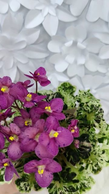 Фиалка Mac's Pizzicato Paradise