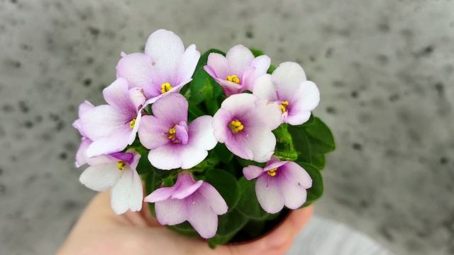 Фиалка ЛЕ-Колибри