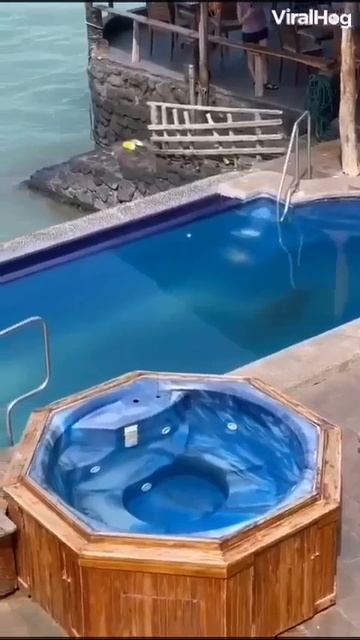 Наглая морда