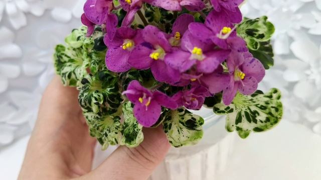 Фиалка Mac's Pizzicato Paradise