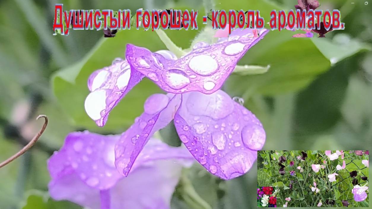 Душистый горошек - король ароматов. Мифы и легенды о душистом горошке.
#душистый_горошек