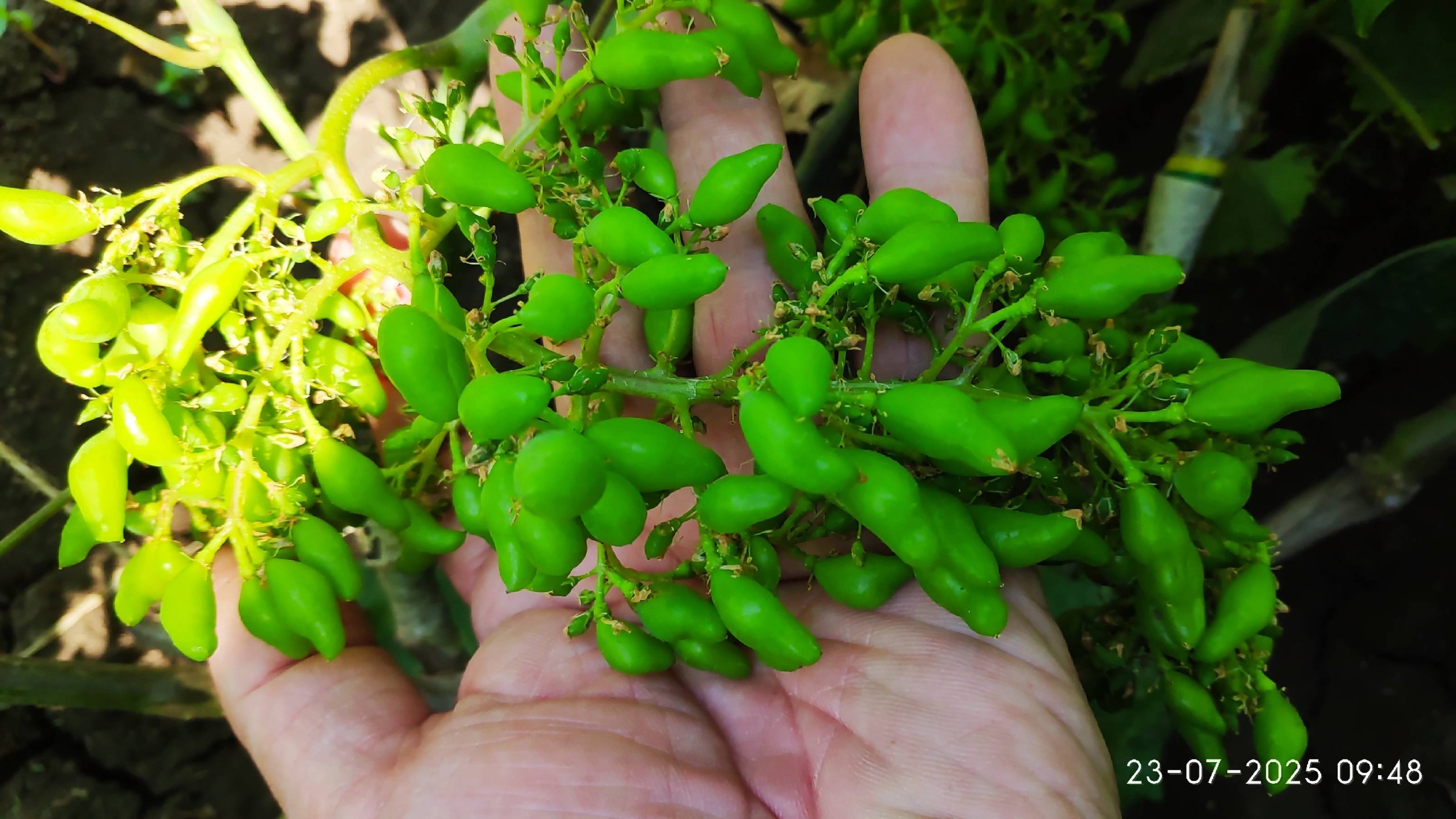 Новинки винограда. Журавчик красный, киш миши Пандора, Титан, Бердянское наслаждение