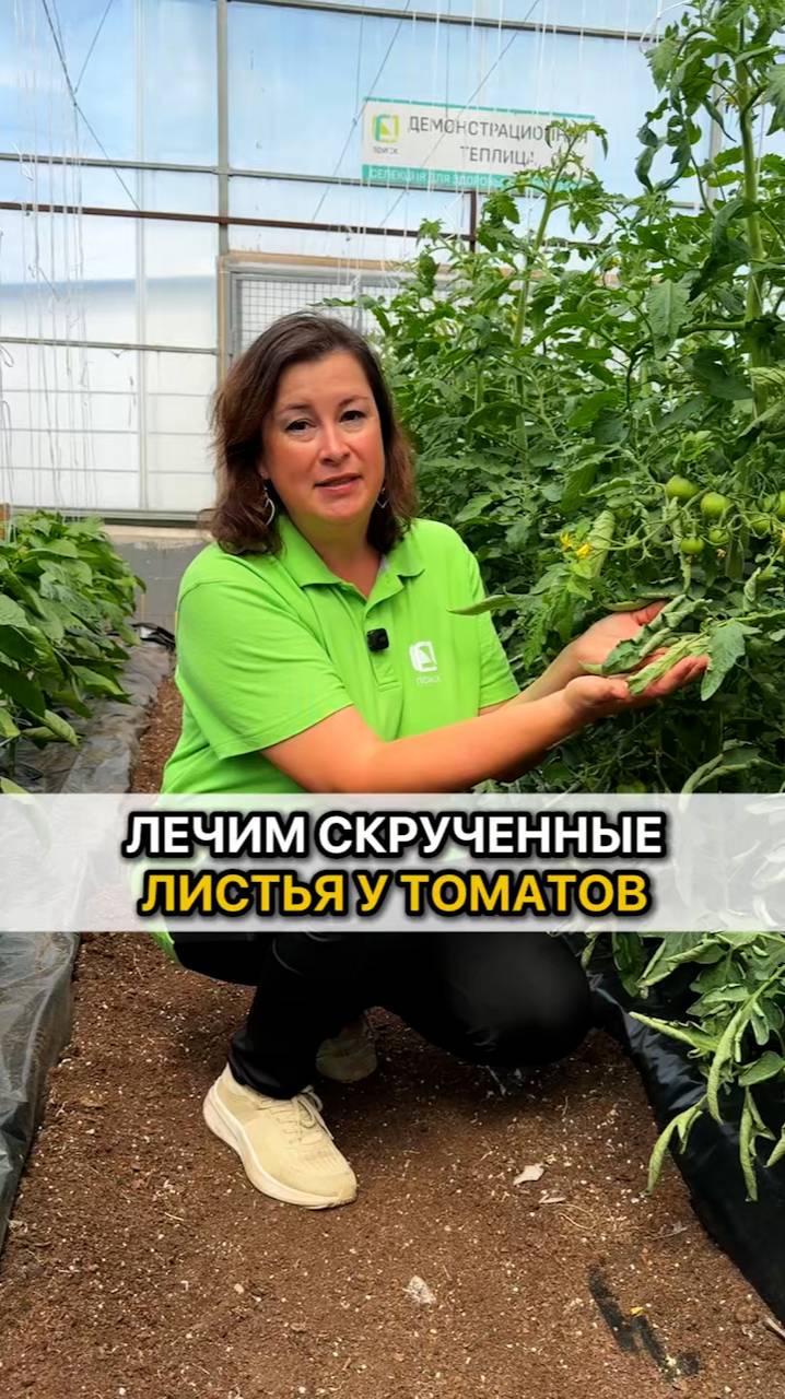 Лечим скрученные листья у томатов!