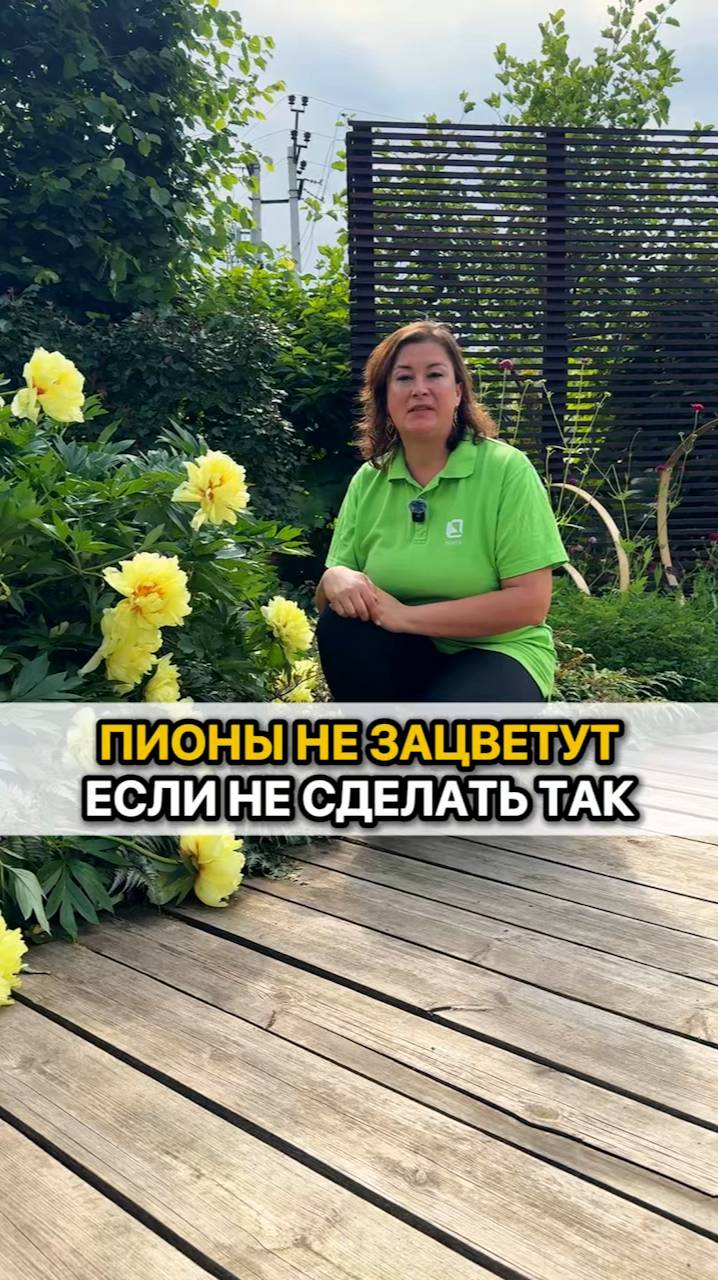 Пионы не зацветут, если не сделать так!