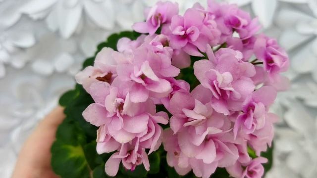 Фиалка Goldilocks